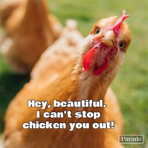 funny chicken pictures|chicken humor pics.